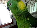 Papuga z niezwyklym glosem