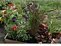 Pot your Plants - How to Choose Potted Plants