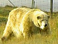 Depressed Polar Bear Gets New Home