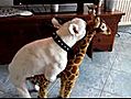 Un chien se tape une girafe