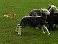 英・ロンドン近郊の牧場で羊の群れを誘導するメスのチワワ「ナンシー」が活躍