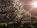 1018 Spring Rain Storm Cherry Tree Grove Lightening Stock Footage