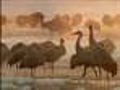 Sounds Of Sandhill Cranes Signal Arrival Of Spring