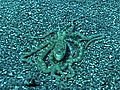Animals: Octopus Mimics Flounder