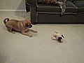 Ralph the Puggle Falls in Love with his new Nintendog Pug [HQ]