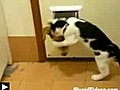 Un chat bloque une intrusion de chien