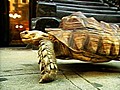 Man Walks Tortoise