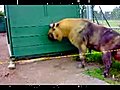 حيوان غريب في حديقة حيوان ادمونتون &#8212; تاكين