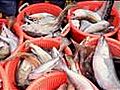 Fishing quotas discussed