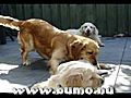 Music speelt met pups 5 weken jong.avi