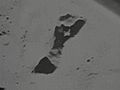 Moon Landing Hoax Apollo 8 : Footprints in Beach-Sand Seen in The Fake Moon Orbit Telecast               // video added January 25,  2010            // 0 comments             //