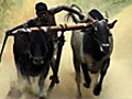 India’s raging bulls