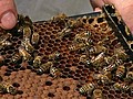 Honeybees in Danger