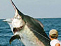 Behemoth Black Marlin