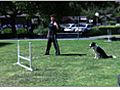 Dog Agility - Training your Dog to Work Away from You