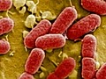 E. Coli Outbreak Still Unsolved