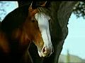 Super Bowl 2009 Budweiser Commercial