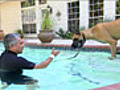 Great Dane Takes the Plunge