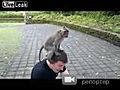 Russian Tourist Raped By Monkey