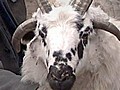 Sheep with four horns mingles with China herd