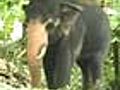 Kerala to curb elephant population
