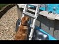 Puppy climbing up pool ladder