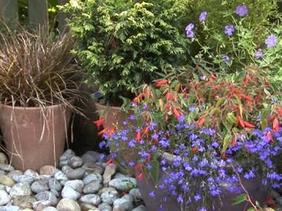 An Introduction To Container Gardens