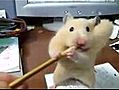 Un hamster veut manger un crayon