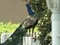 Wild peacocks cause havoc in Florida