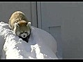 Adorable Pandas Having Fun