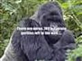 Gorilla Save The Mountain Gorilla