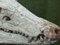 Fossil Of Prehistoric Crocodile Found - video