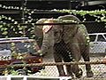 Video Vault: Tyke Elephant On Loose 1994