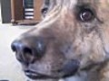 &#039;Talking&#039; Dog New Viral Video Sensation