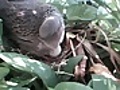 Spotted Dove live cam 01/2010