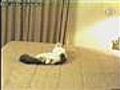 America&#039;s Funniest Home Videos-Cat Runs Into Wall(...