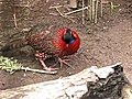 Frontal Courtship of a Tragopan Satyra