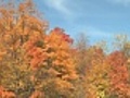 Coloured Maple Trees.