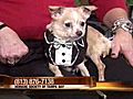 [Video] Pet of the Week : A sharp-dressed chihuahua