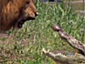 Leone vs coccodrillo: vince il Re della foresta