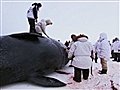 Inside - Hunt for Whales