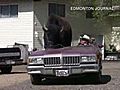 On Camera: Buffalo Rides In Convertible