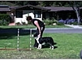 Dog Agility - Training your Dog to Weave