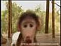 Baby Baboon Rosi