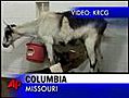 Raw Video: Goat Nurses a Horse