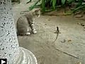 chat vs lézard