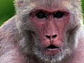 Rhesus Monkey Society