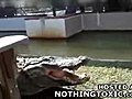 لا تمزح مع تمساح - حادث خطير