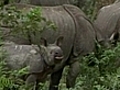 Animals flee Indian floodwater