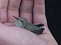 Baby Hummingbird